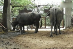 大猩猩交配视频